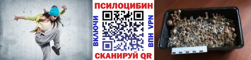 Купить  Камызяк  Псилоцибиновые грибы Psilocybine cubensis 
